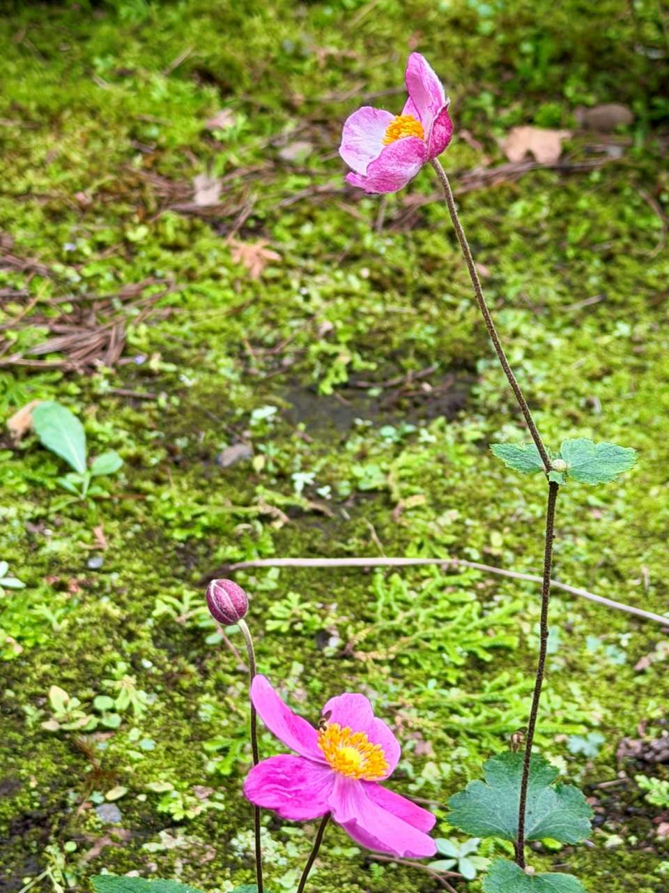 殿ヶ谷戸庭園261002シュウメイギク(サービスセンター前花壇)(2)
