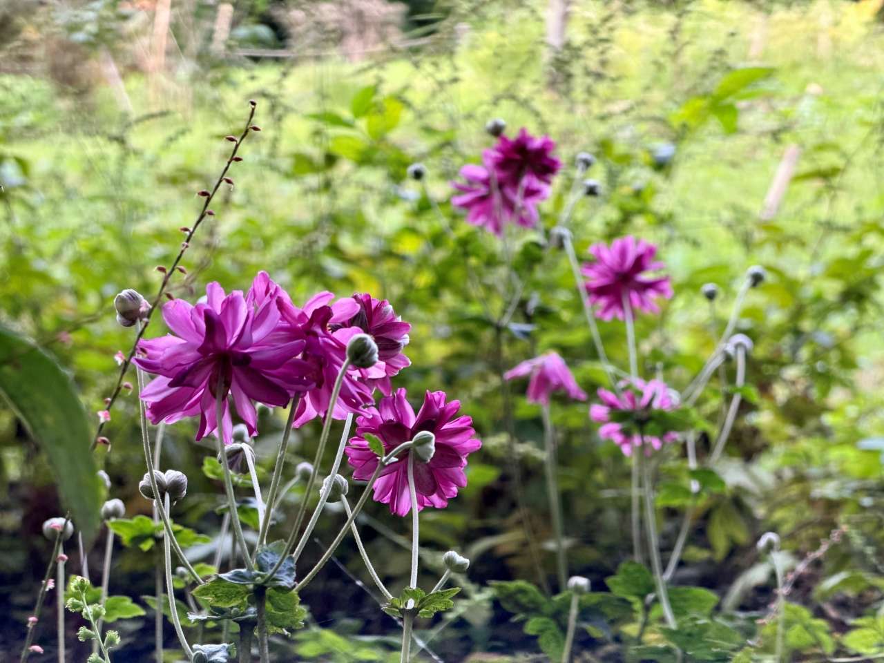 殿ヶ谷戸庭園261013八重咲きシュウメイギク(花木園)(4)