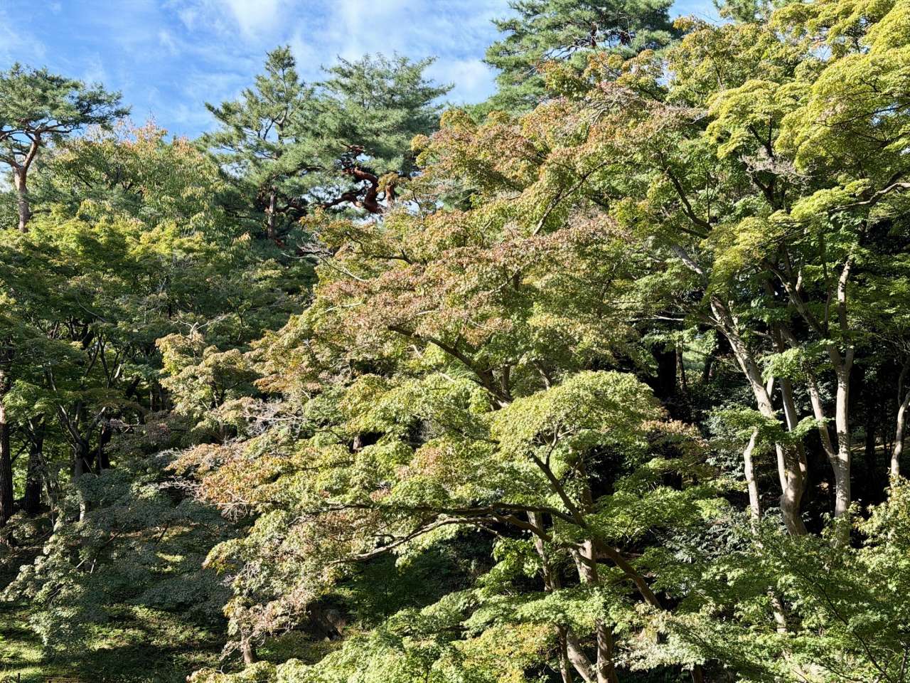 殿ヶ谷戸庭園261022イロハモミジ(次郎弁天池周辺)