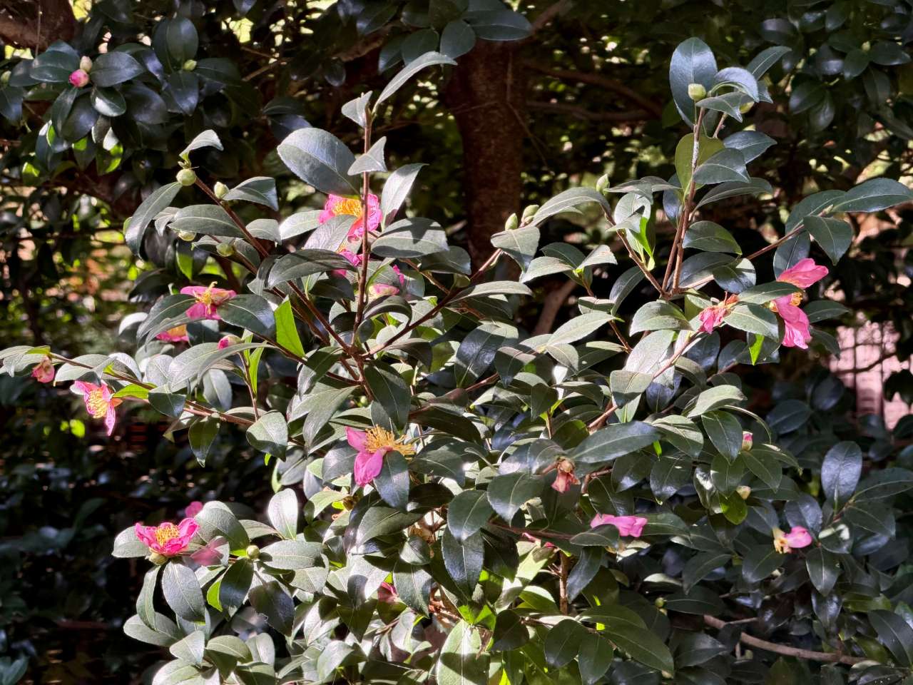 殿ヶ谷戸庭園261022サザンカ(藤棚周辺)(2)