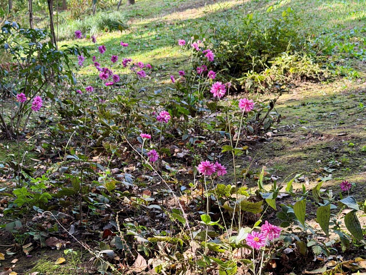 殿ヶ谷戸庭園261022八重咲きシュウメイギク(花木園)(1)