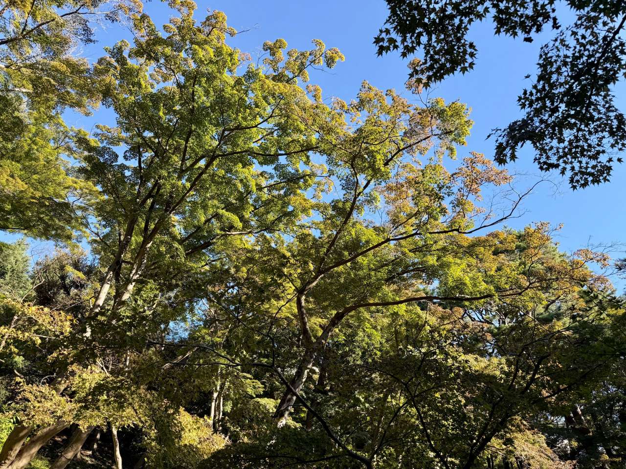 殿ヶ谷戸庭園261028イロハモミジ(湧水源周辺)