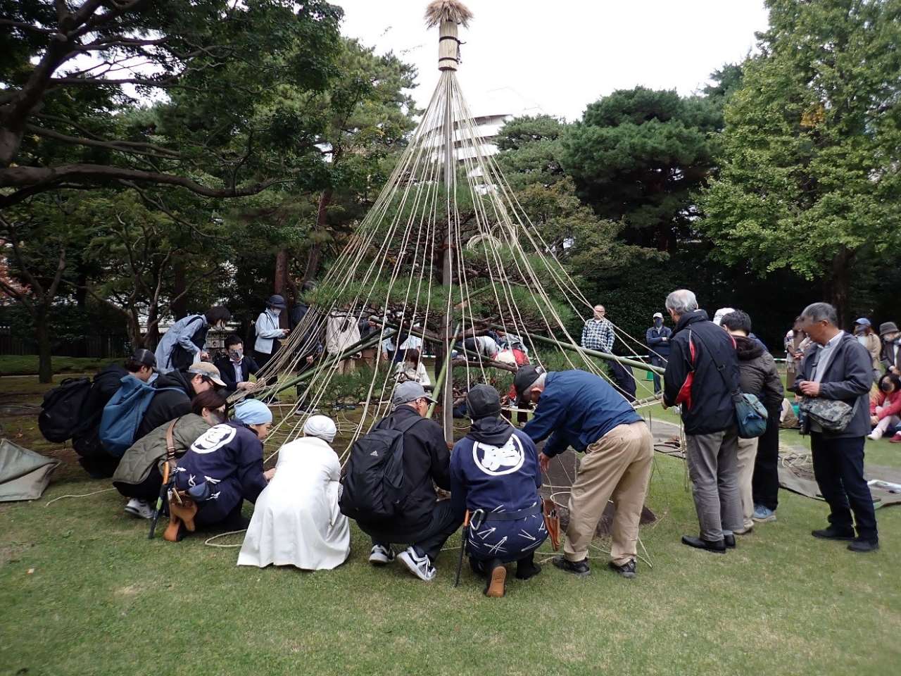 雪吊りを体験