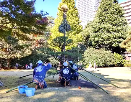 【11/18イベント開催】伝統技能見学会（雪吊り）_01