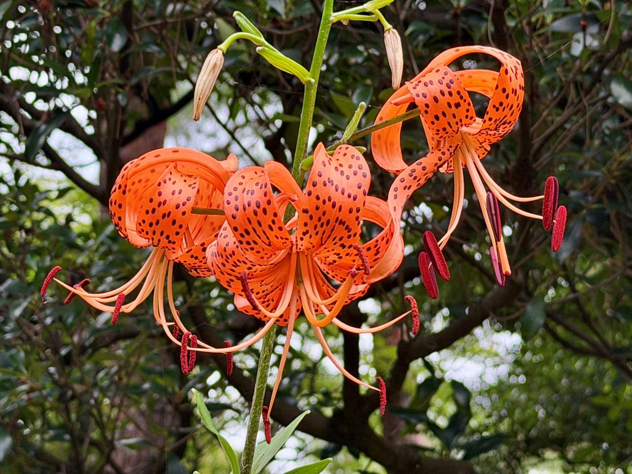 界羽花／５月分お取り置き 殿ヶ谷戸庭園 旬の見どころや植物（7月13日）｜公園へ行こう！