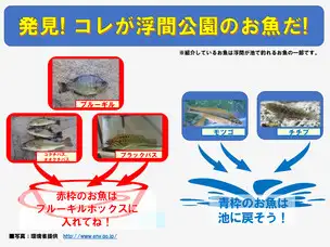 発見、浮間公園のお魚_02