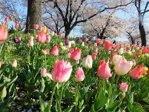 浮間公園220402開花状況_01