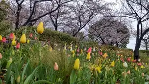 浮間公園220404コミュニティガーデン _01