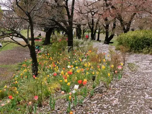 4月5日(火)「花と光のムーブメント」開花状況_05