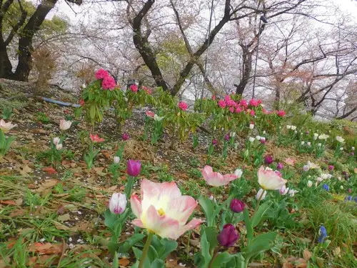 4月6日(水)「花と光のムーブメント」開花状況_05