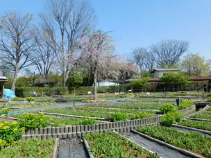 浮間公園220408サクラソウ_02