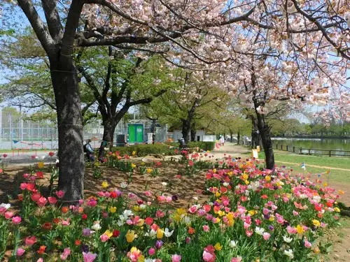 4月12日(火)「花と光のムーブメント」開花状況_05