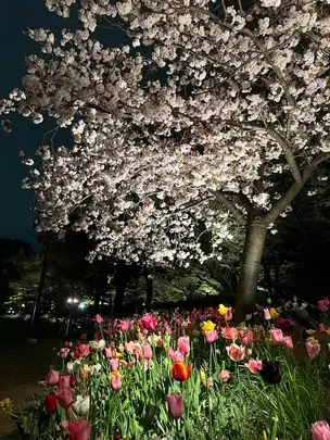 4月14日(木)「花と光のムーブメント」開花状況_01