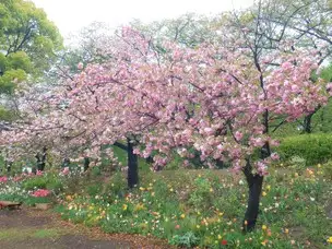 4月15日(金)「花と光のムーブメント」開花状況_01