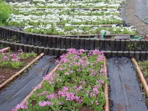 4月15日(金)「花と光のムーブメント」開花状況_02