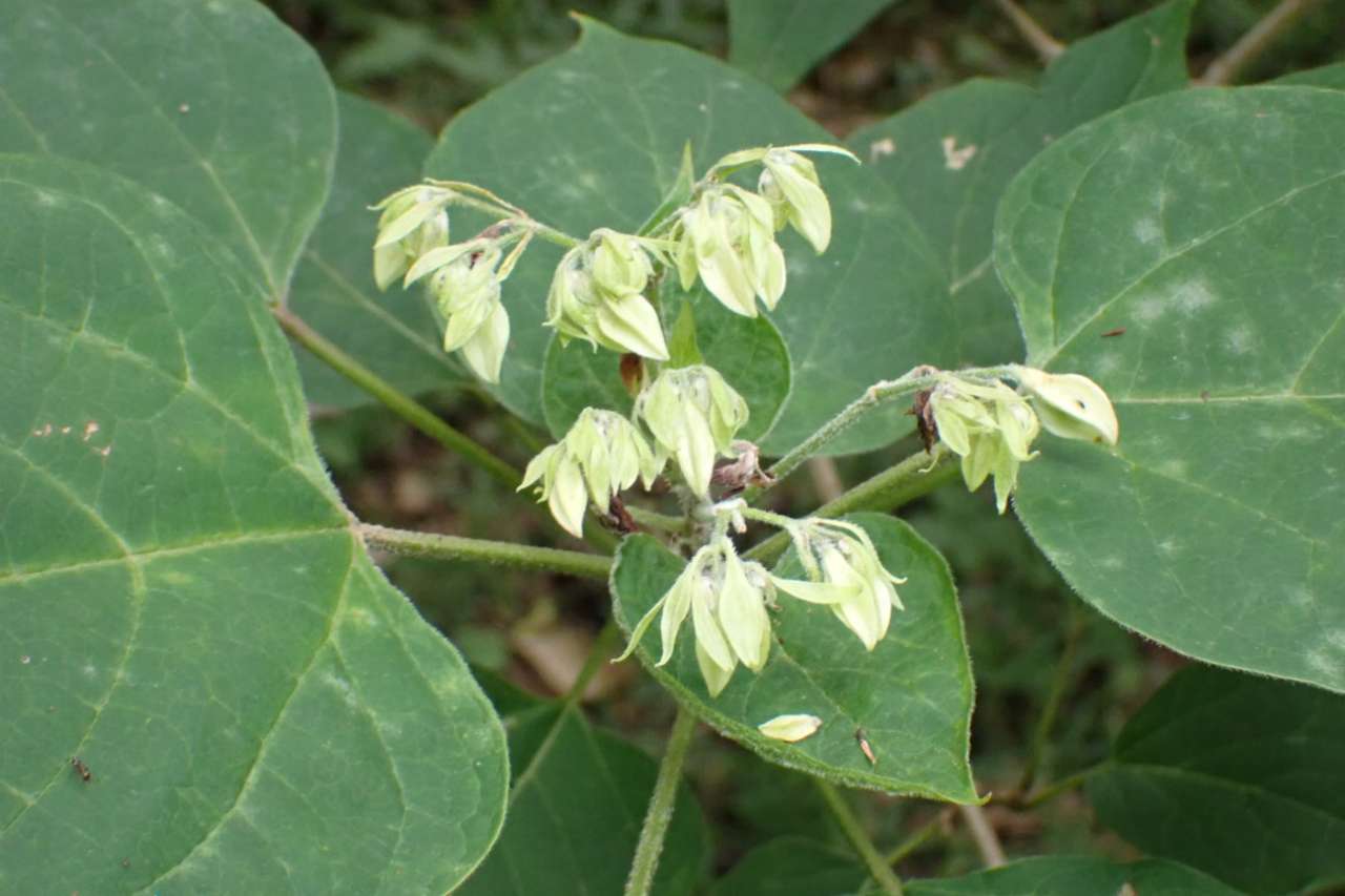 ⑮クサギ　蕾3　20240702