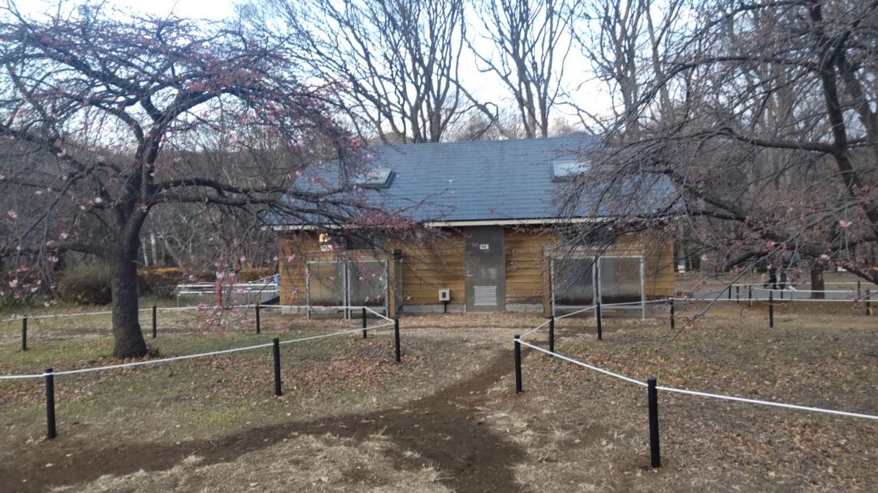 代々木公園カワヅザクラロープ柵1