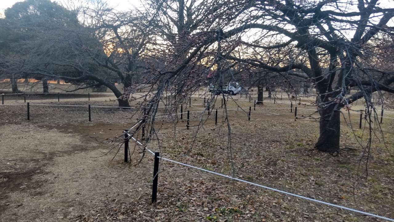 代々木公園カワヅザクラロープ柵2
