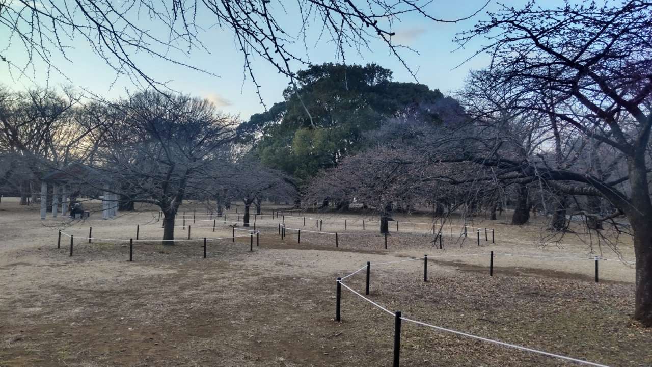 代々木公園カワヅザクラロープ柵4