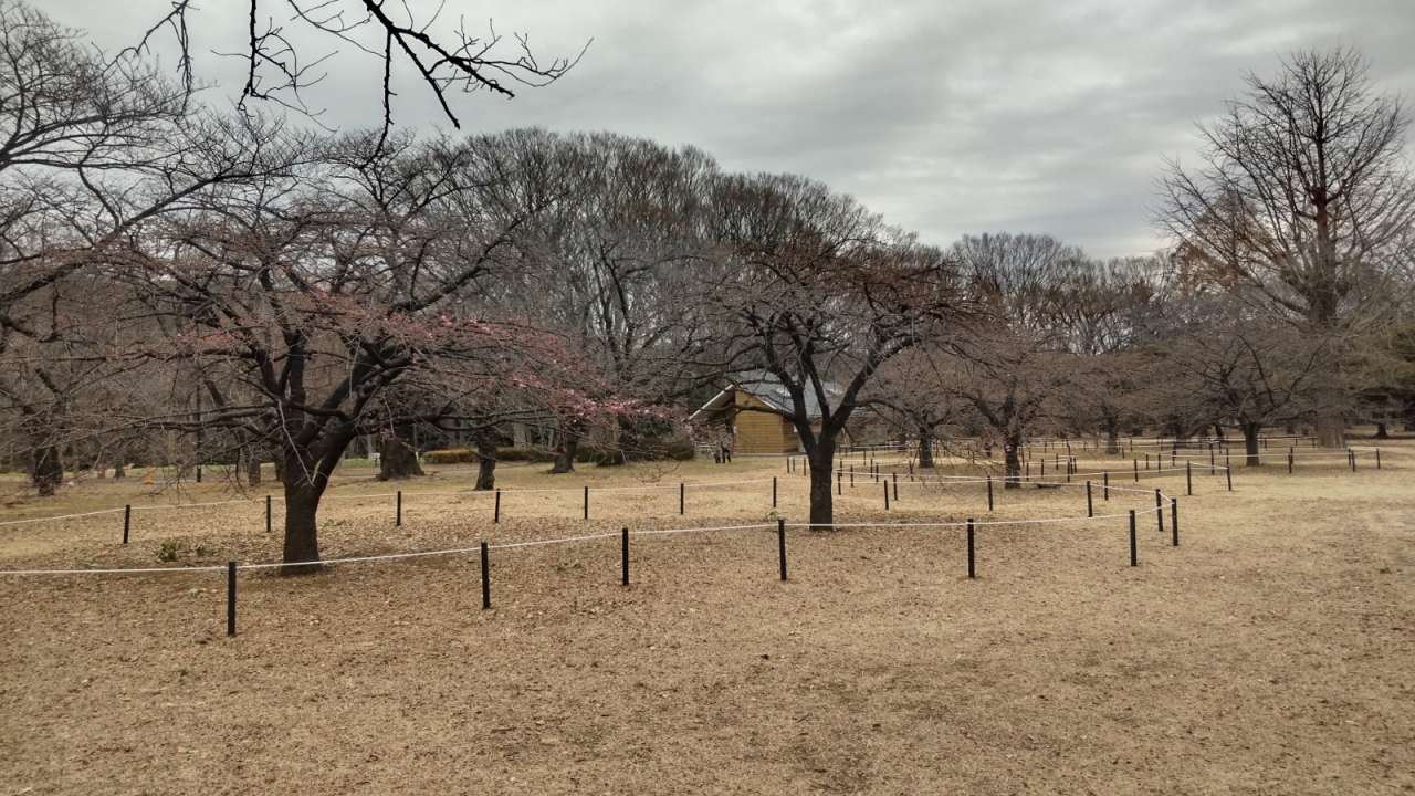 代々木公園カワヅザクラロープ柵3