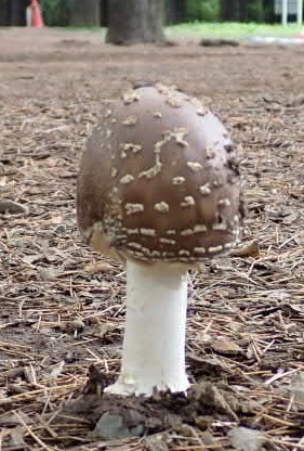 キノコ（子実体）