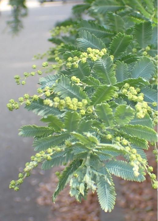 ギンヨウアカシア花芽