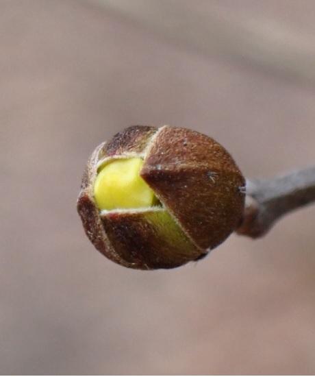 サンシュユ花芽裂開