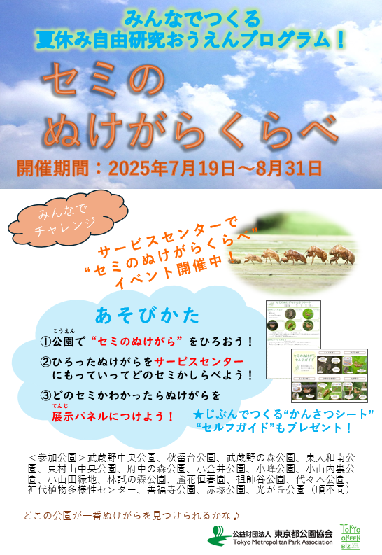 セミのぬけがらくらべ 2025-07-17 