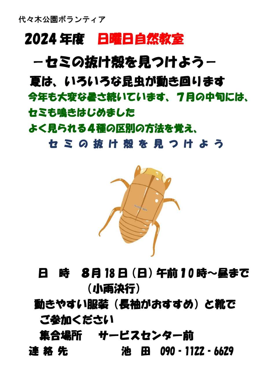 日曜日自然教室～セミの抜け殻を見つけよう～ポスター