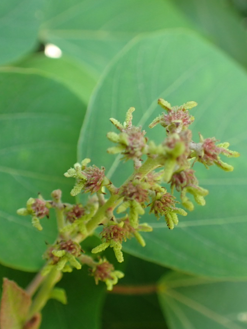 アナベル 純白で大きな手毬状の花が見事です。～6/17のボランティア