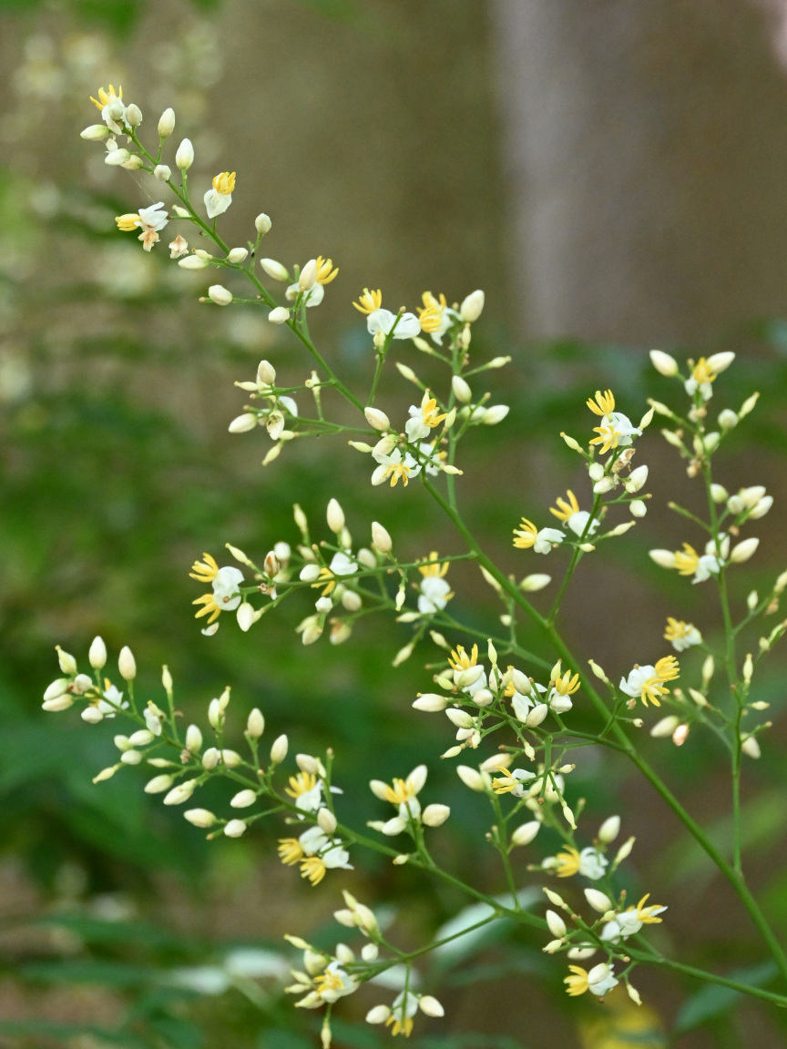 アナベル 純白で大きな手毬状の花が見事です。～6/17のボランティア