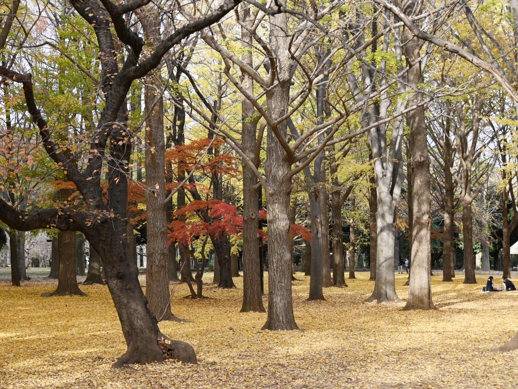 251209_019_イチョウ林