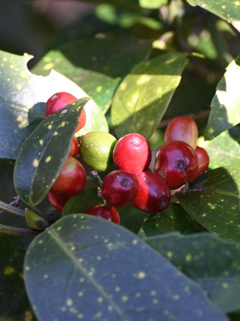 260113_015_アオキ