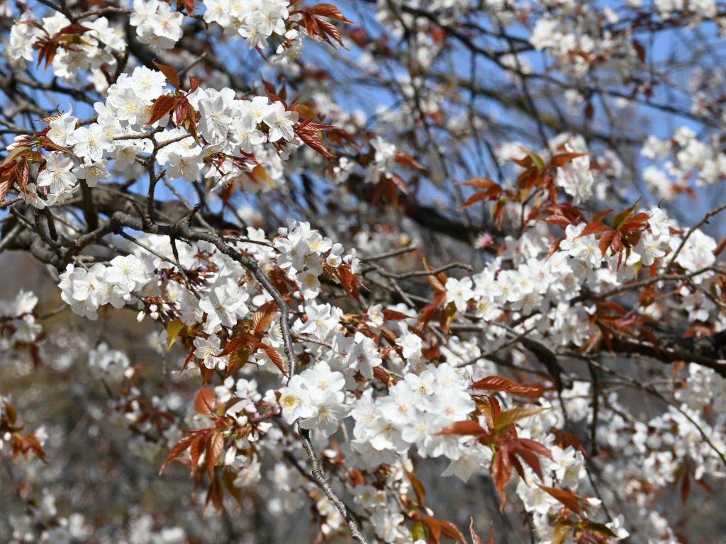 260324017ヤマザクラ