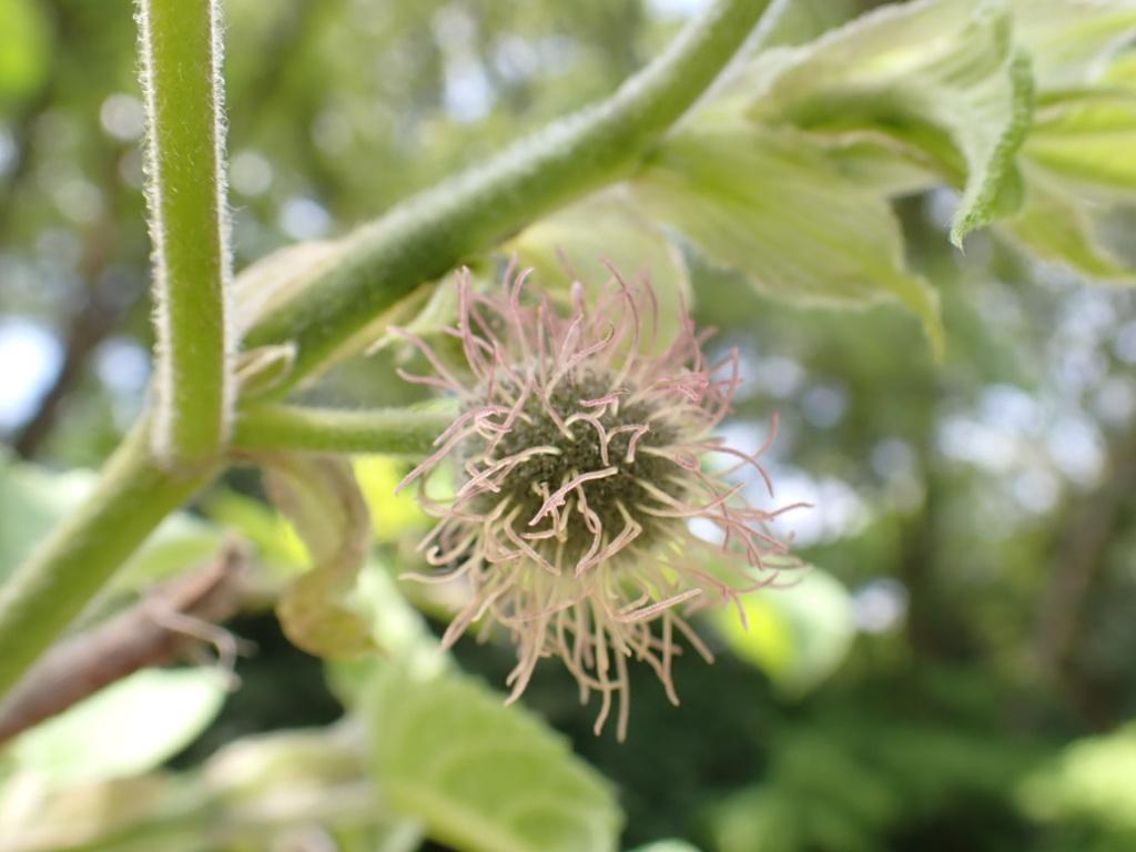 260414005カジノキ雌花