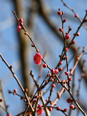 240109-009_コウバイ (1)-thumb-autox240-110685
