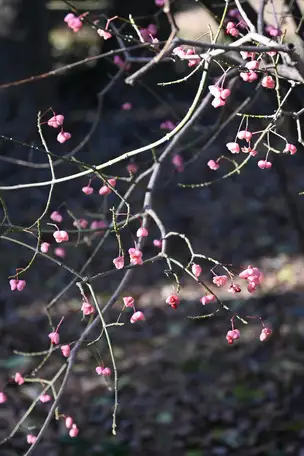 20230110-008_マユミ_04