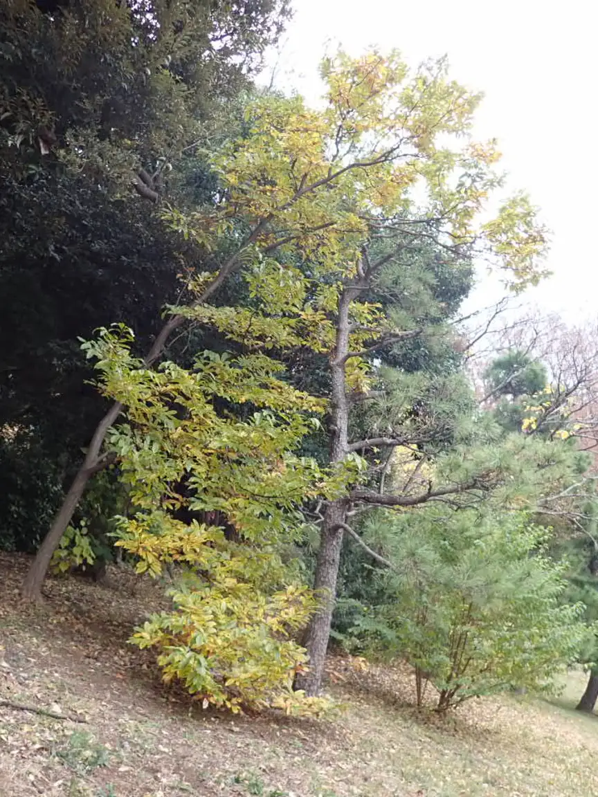 クリ紅葉　黄色の紅葉が目立ちます。～12/5のボランティア活動報告&イベント情報～_01