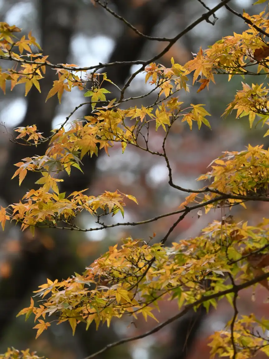 クリ紅葉　黄色の紅葉が目立ちます。～12/5のボランティア活動報告&イベント情報～_03