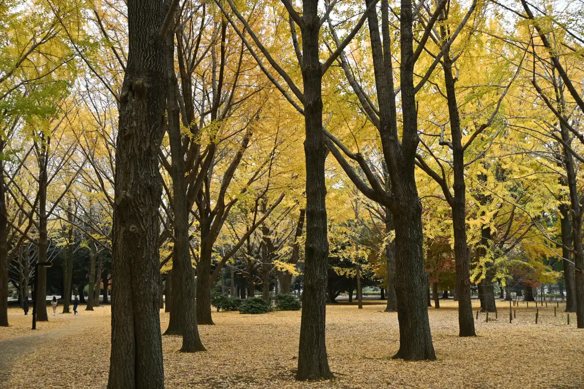 クリ紅葉　黄色の紅葉が目立ちます。～12/5のボランティア活動報告&イベント情報～_05