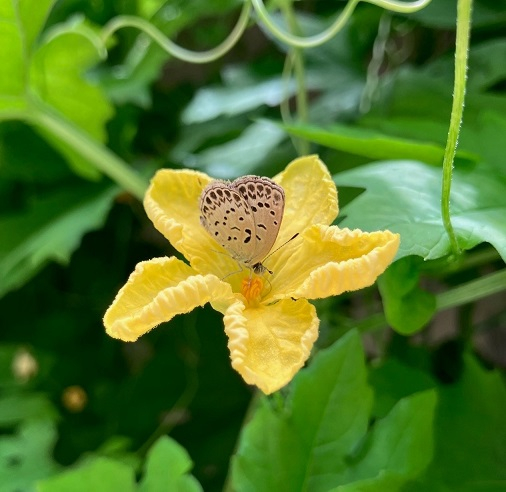 02_ゴーヤの花