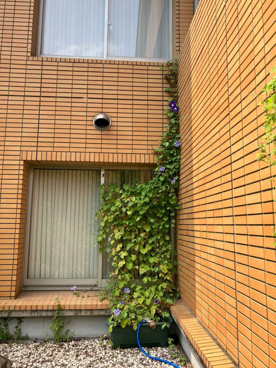 250822アサガオ②
