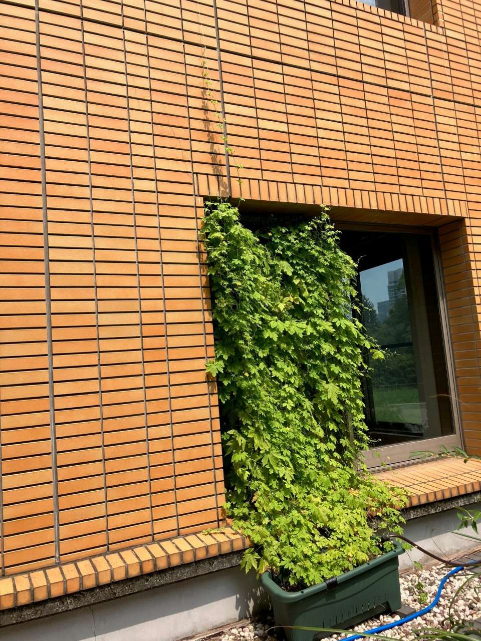 250822ゴーヤ②