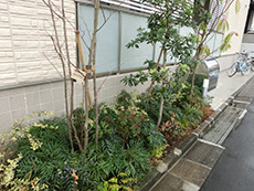 マンションの植栽