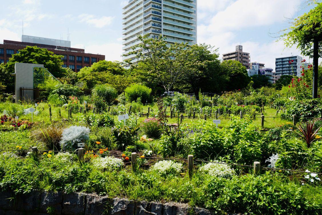 volunteerkatudoureport_kibakouentomonokai_resize_05
