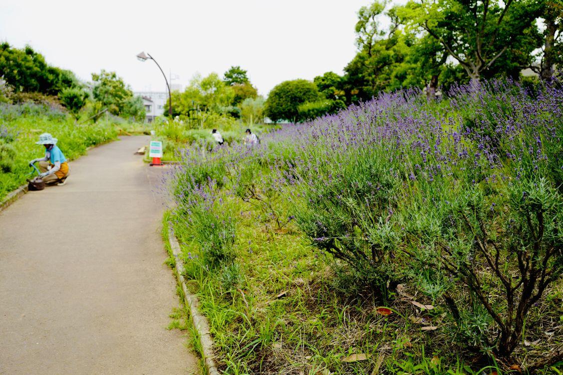 volunteerkatudoureport_ukitakouenherb_ (2)resize