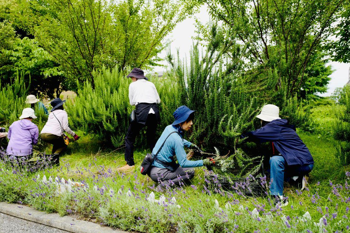 volunteerkatudoureport_ukitakouenherb_ (6)resize