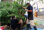 植樹している写真
