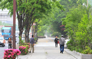 江東区木場緑化実績写真