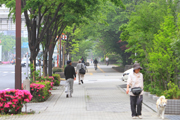大通り街路樹の写真